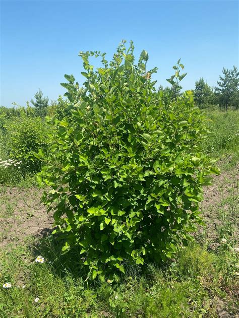 Боярышник кроваво красный Сибирский Crataegus Sanguinea купить в