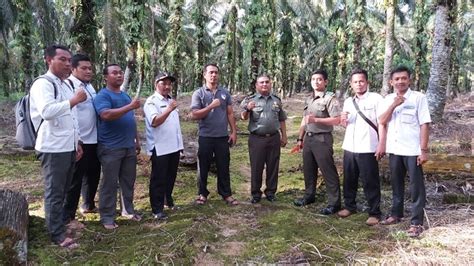 Media Center Ada Temuan Jejak Harimau Di Kebun Sawit Tim BBKSDA Riau