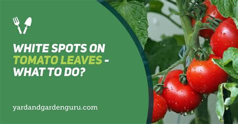 White Spots On Tomato Leaves What To Do