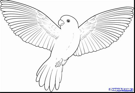 Pennsylvania State Bird Coloring Pages Jesyscioblin