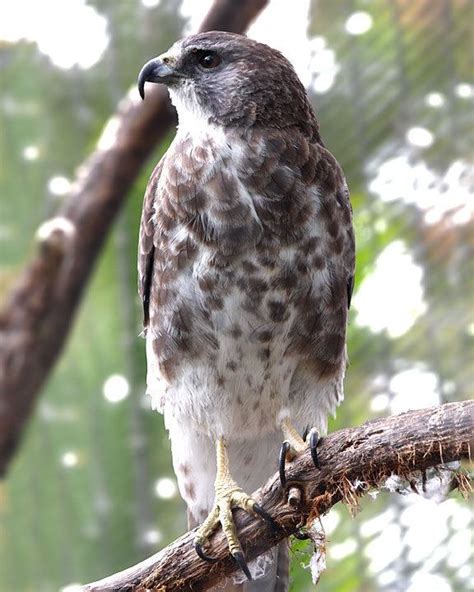 Hawaiian hawk - Alchetron, The Free Social Encyclopedia