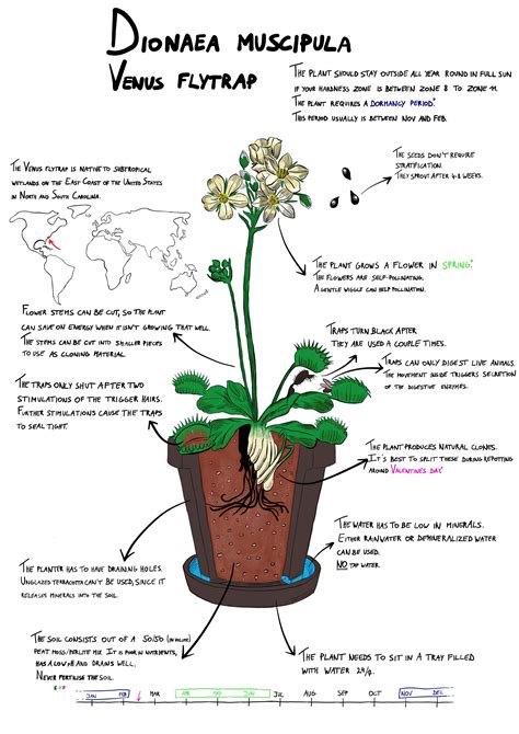 Venus Flytrap Life Cycle Diagram