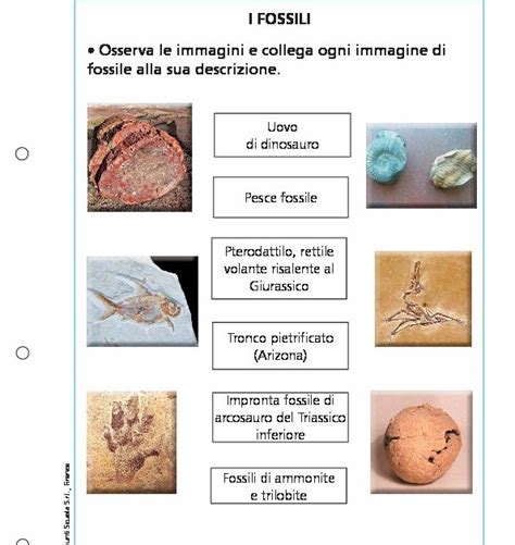 I Fossili Giunti Scuola