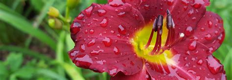 Daylily Ruby Stella – Catrina's Garden