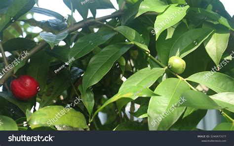 Phaleria Macrocarpa Commonly Called Buah Mahkota Stock Photo