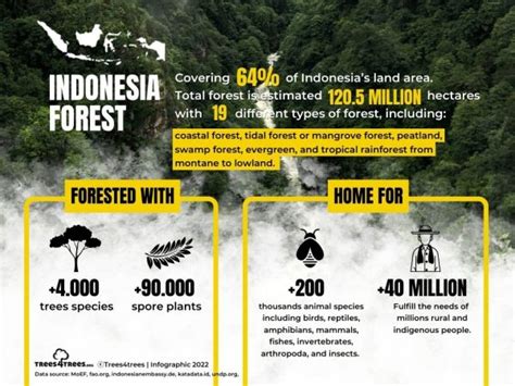 Indonesian Forest One Of The Largest In The World