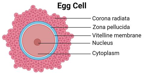 Egg Cell Structure Types Functions And Oogenesis
