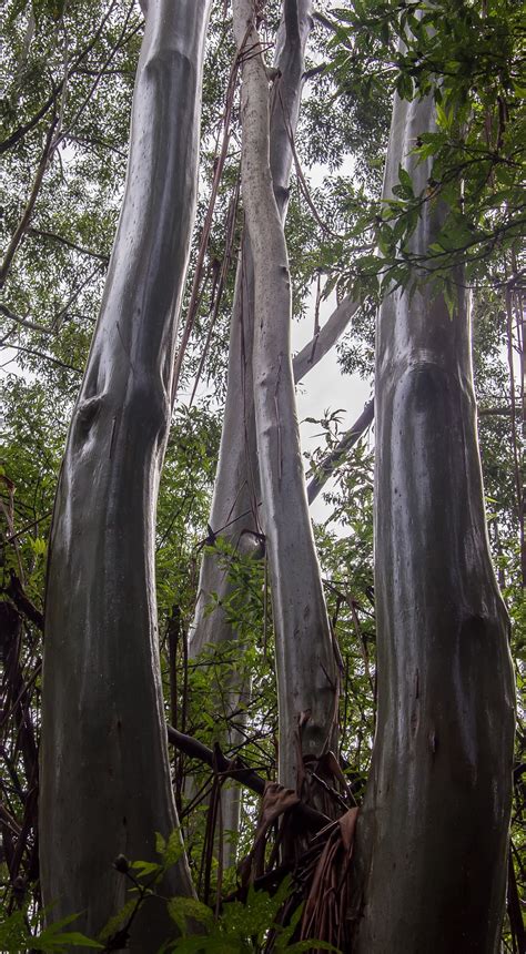 Banco de imagens árvore natureza ramo plantar madeira luz solar