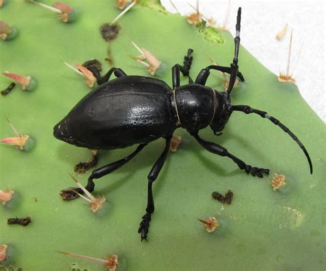 Cactus Longhorn Beetle – Identification, Life Cycle, Facts & Pictures