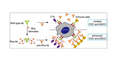 Chemical Synthesis Of Antibodyhapten Conjugates Capable Of Recruiting