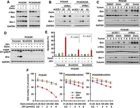 Targeting C Myc To Overcome Acquired Resistance Of Egfr Mutant Nsclc