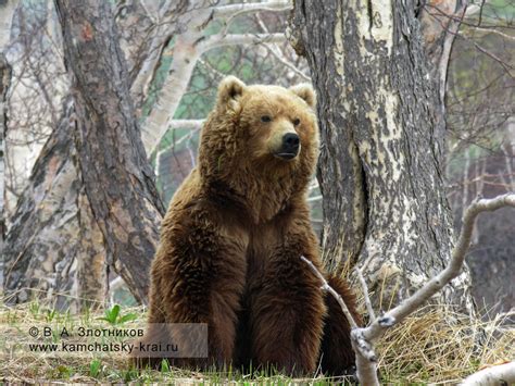 Камчатский бурый медведь в районе ручья Горячего (Долина гейзеров ...