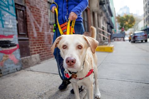 New York City Pet Adoption Center | Best Friends Animal Society