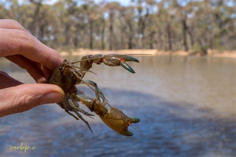 Common Australian Yabby; Cherax destructor