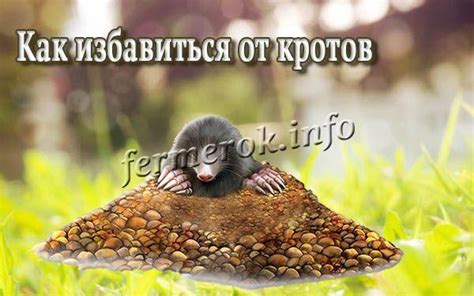 Как избавиться от кротов: на дачном участке навсегда, народные методы