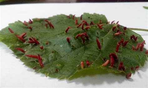 Липовый клещик ( Eriophyes tiliae Nal.) | Центр независимой экспертизы ...
