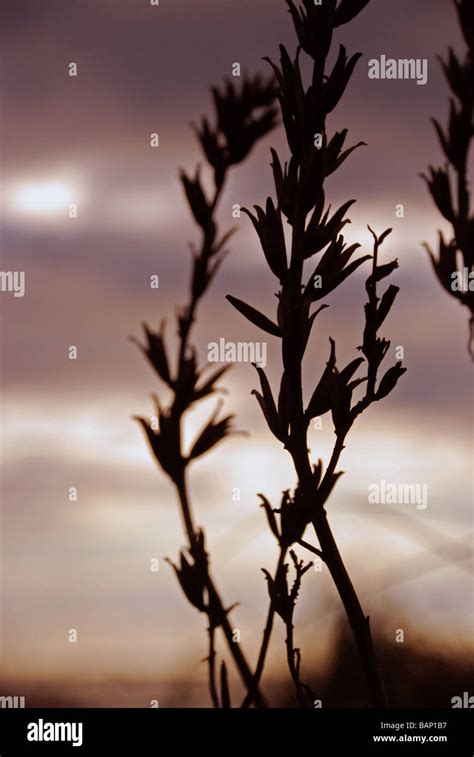 Silhouette Of Dried Seed Pods Against A Purple Sunset Sky Stock Photo