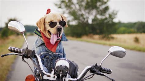 Taking Your Fur Ball Along For The Ride Tips To Ride Safely With Your