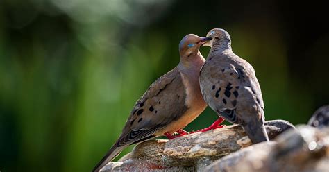 10 Fun Facts About The Mourning Dove Audubon