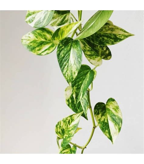 Epipremnum Aureum Golden Pothos Jib Ia