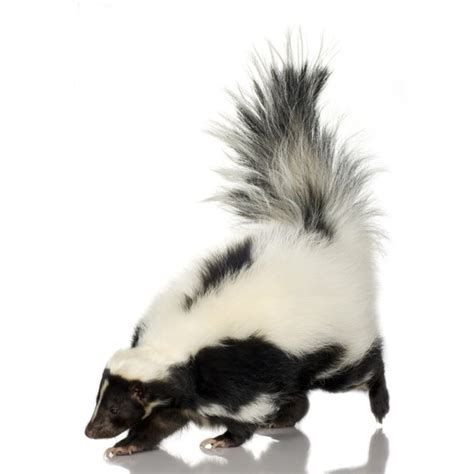 Skunk Spray Facts | Cuteness