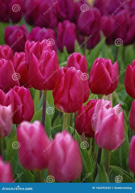 Close Up Of Blooming Pink Hued Spring Tulips Stock Image Image Of