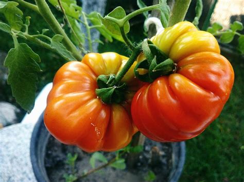 Cocinando En La Nube Frutas Y Verduras De Temporada