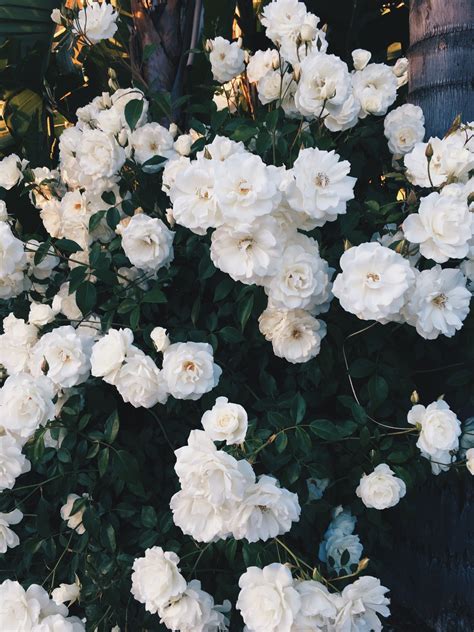 Flowers Flower Aesthetic Beautiful Flowers Flora Flowers