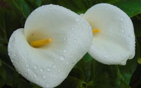 Download Flower Lily Calla Nature Calla Lily Hd Wallpaper