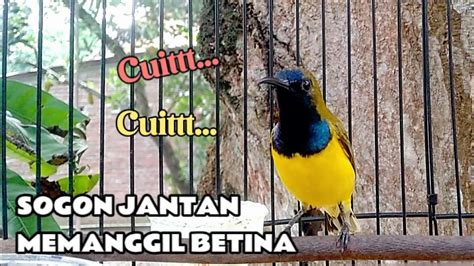 Cuit Cuitt SOGON Jantan Memanggil Betina Bikin Emosi Sogon Lainnya