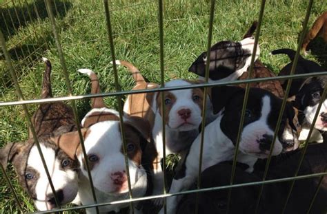 People Lined Up At 4 Am To Adopt These Adorable Pit Bull Puppies