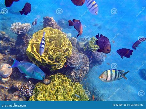 Concept Of Biodiversity In Tropical Marine Ecosystems Stock Photo