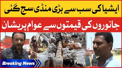 Karachi S Biggest Cattle Market Sohrab Goth Mandi Maweshi Mandi