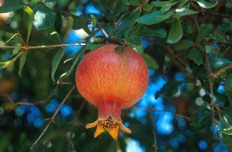 Russian Giant Pomegranate Fruit Tree Live Plant Rare Slovensky For Sale