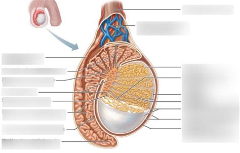 Testes And Epididymis Partial Sagittal View Picture Slide Diagram Quizlet