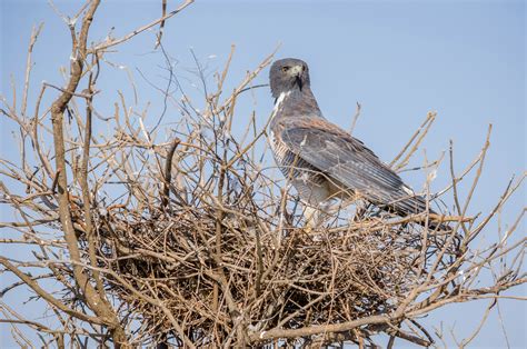 White-tailed Hawk | Audubon Field Guide