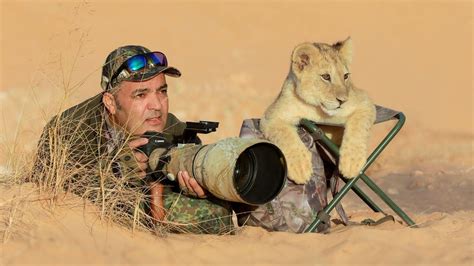 Adorable Lion Cub Jumps Into Wildlife Photographer S Chair For Once In