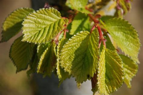 Ulmus Hollandica Vegeta Ulmaceae Van Den Berk Nurseries