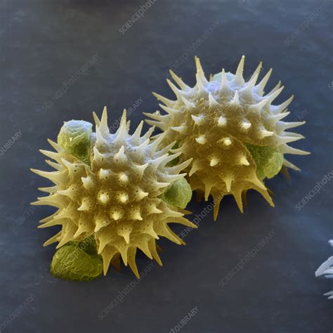 Coloured Sem Of Sunflower Pollen Grains Stock Image B