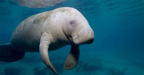 Record Manatee Count May Mean New Risks For Cuddly 'Sea Cows' | HuffPost