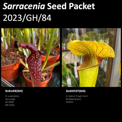 2023 GH 84 Sarracenia Seeds Mysite