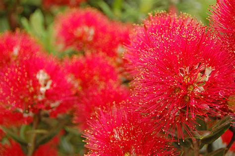 Royalty Free Pohutukawa Tree Pictures, Images and Stock Photos - iStock