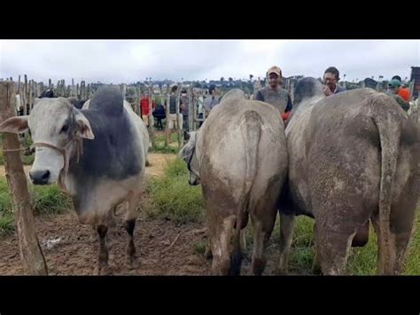 Feira Do Gado Na Cidade De S O Benedito Cear Tem Muito Gado Bom E