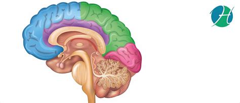 Hyperpituitarism: overview, symptoms, causes, diagnosis and management ...