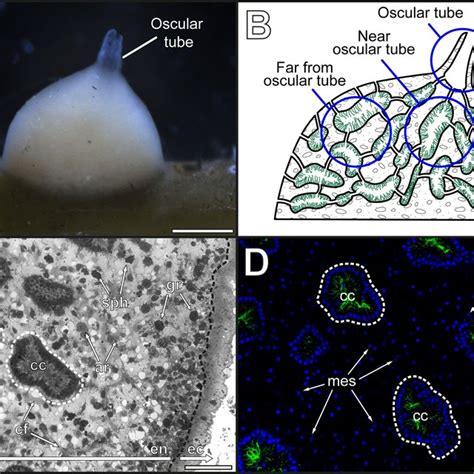 Anatomy And Histology Of Leucosolenia Variabilis General