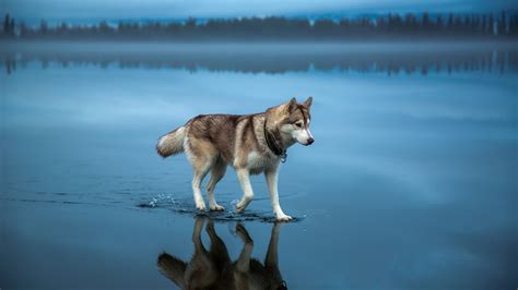 3840x2160 Siberian Husky 4k Hd 4k Wallpapersimagesbackgroundsphotos