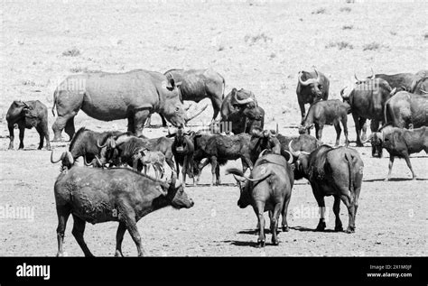 White Rhino And Cape Buffalo At A Watering Hole In Southern Africa