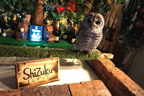 Swooping Into A New Owl Cafe In Tokyo Akihabaras Owl No Mori