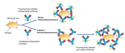 Direct Fluorescent Antibody Dfa Test Microbe Online