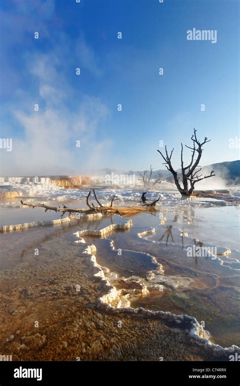 Travertine Terraces At Mammoth Hot Springs Hi Res Stock Photography And
